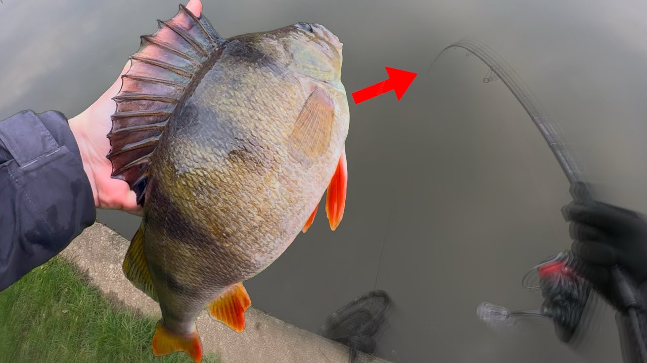 Every Cast Was a Big Perch! - Winter Lure Fishing