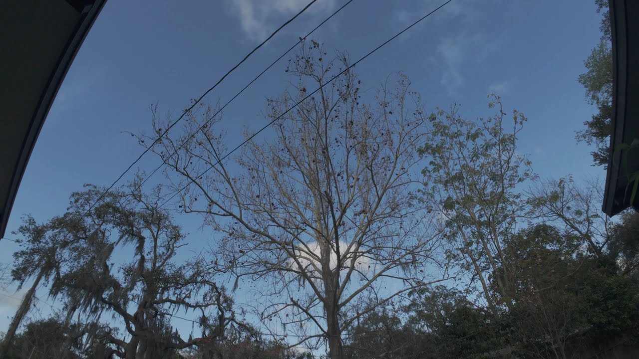 Still World ASMR | Evening Sunset Glow Through Trees 🌅 1 Hour of Outdoor Ambience