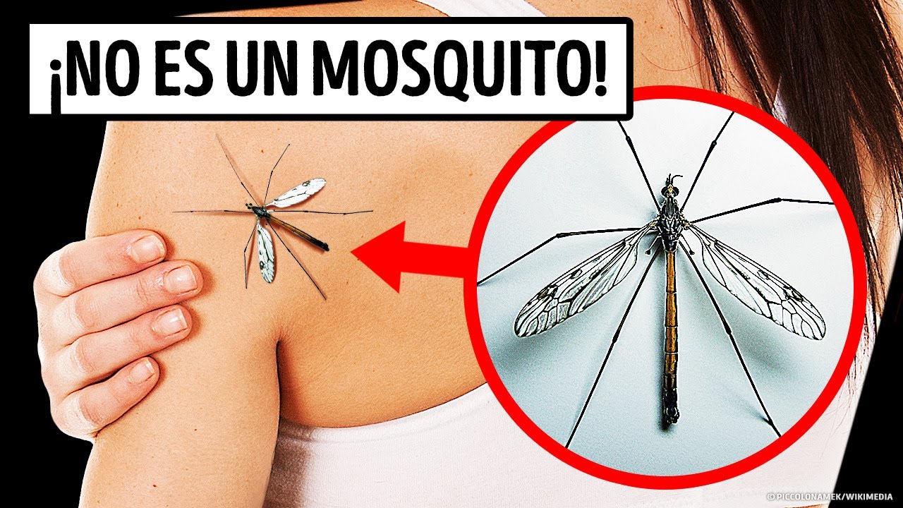 Si algún día ves este bicho, ¡no lo aplastes!