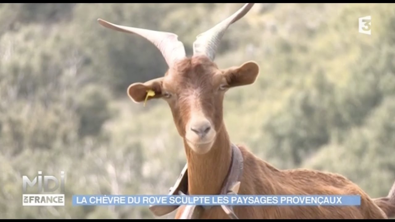 La chèvre du Rove, une race rustique