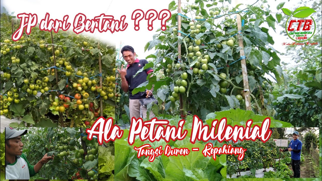 Memburu JP dengan Tumpangsari#budidaya_tanaman #tomat #terong #sawi_putih #rawit_putih