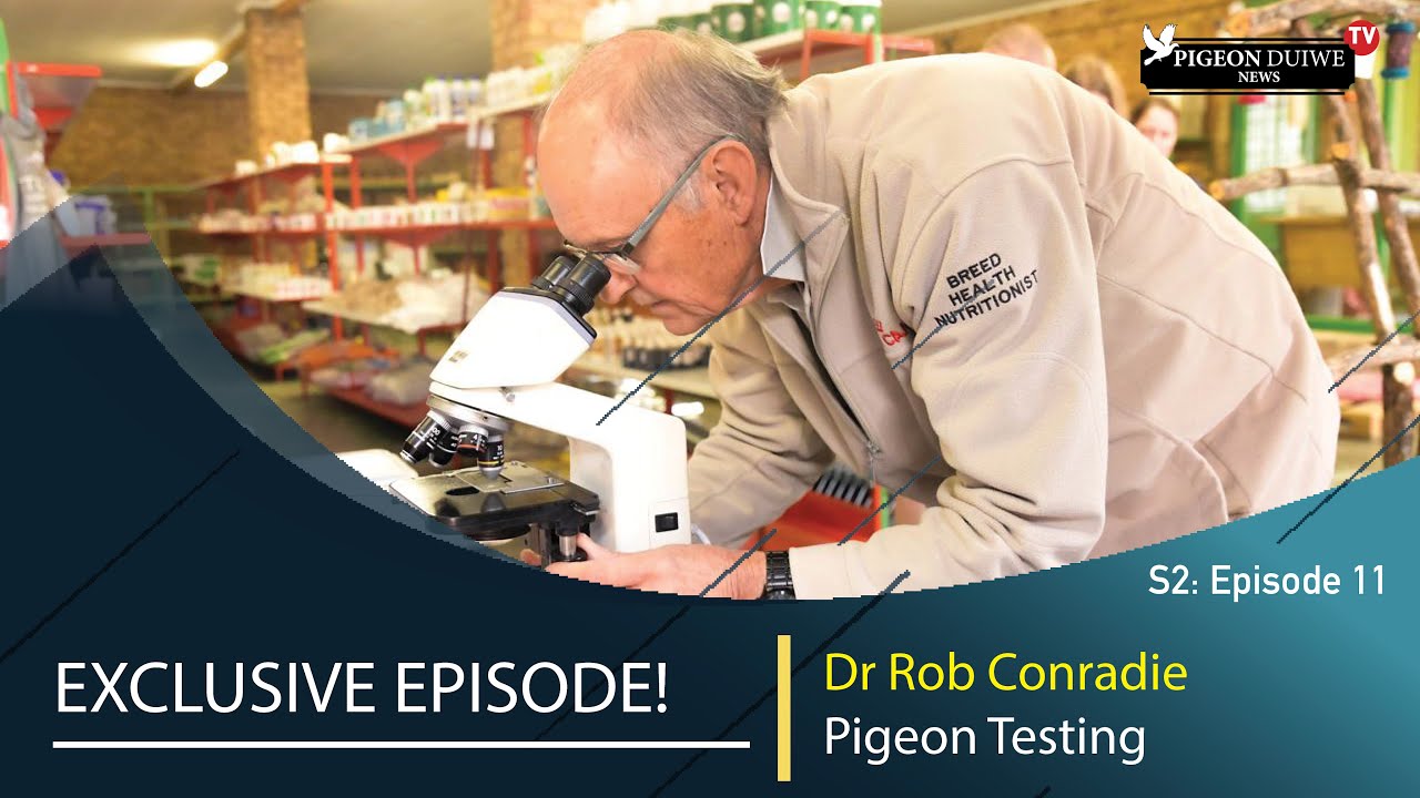 Exclusive! Pigeon Duiwe News TV-  Pigeon Testing with  DR Rob Conradie  S2: E12