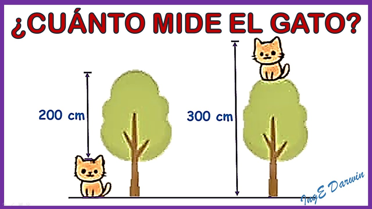 🤔 Parece fácil, pero solo el 1% acierta la medida del gato, problema de razonamiento matemático.