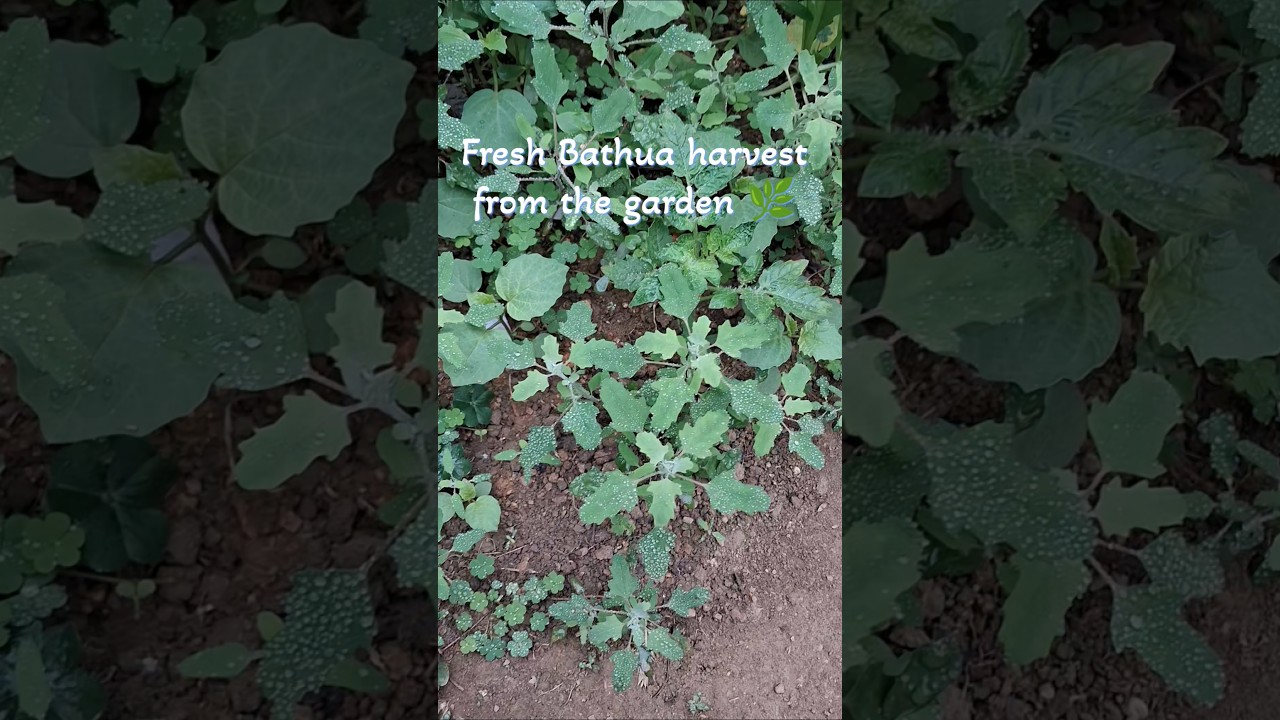 Harvesting Bathua | Lamb’s Quarters | White  Goosefoot 🌿🌿