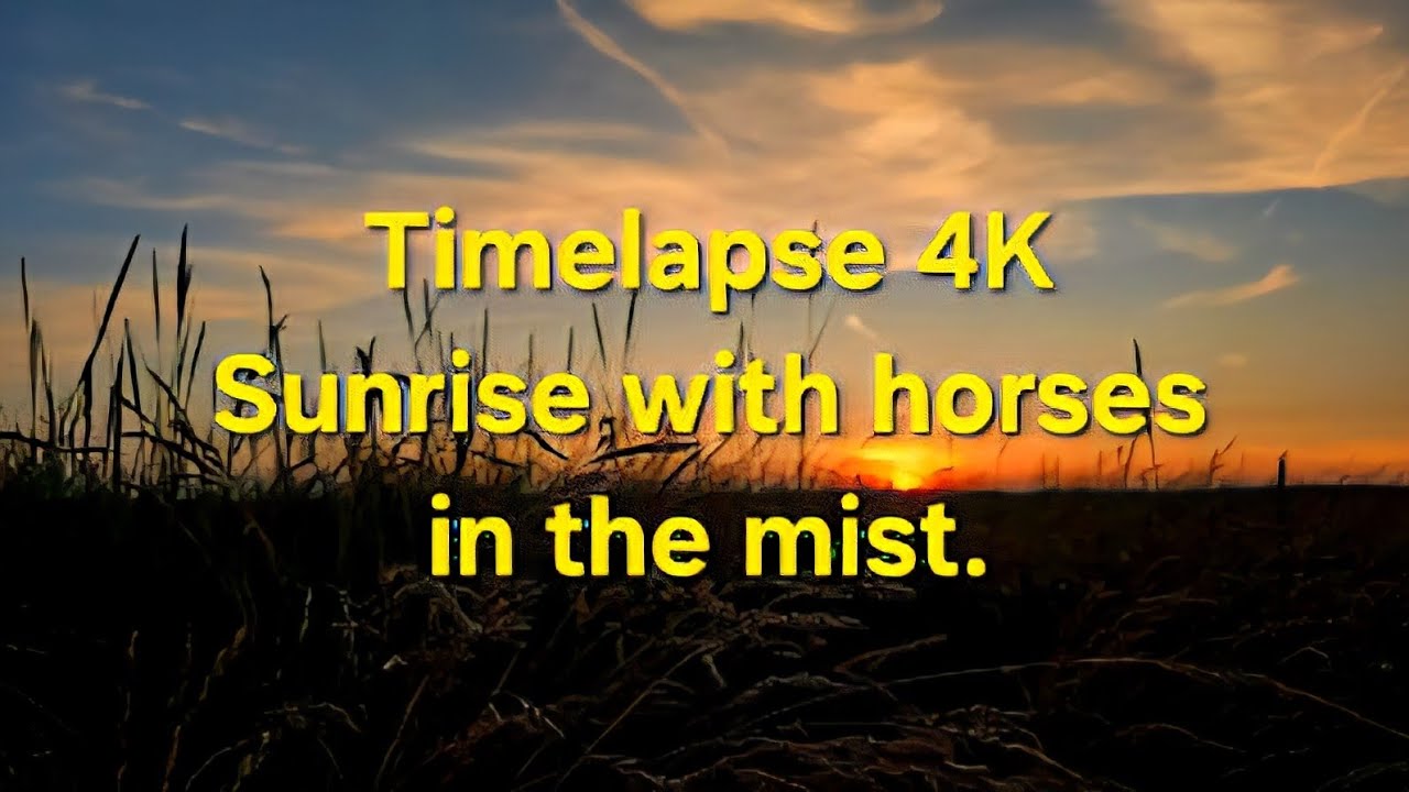 Horses in the meadow with mist and sunrise Timelapse GoPro 4K
