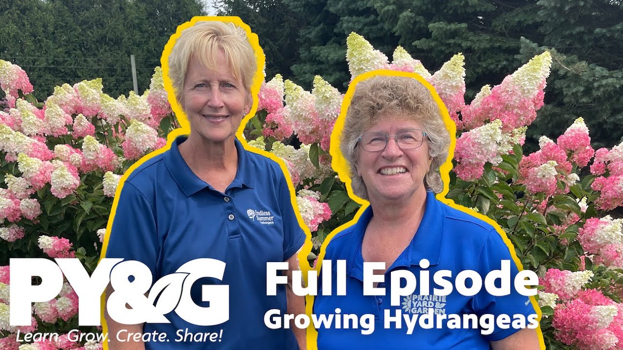 Growing Hydrangeas | Prairie Yard & Garden 3604
