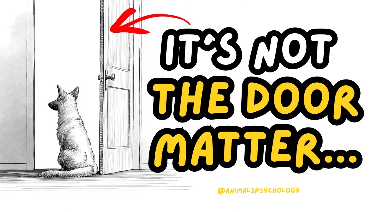 If Your Dog Greets You Every Time You Come Home, Watch This!!