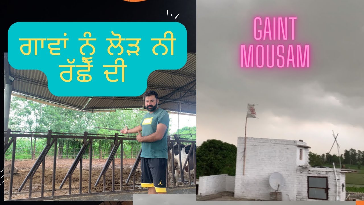 Cow lock system kive km krda / awesome mousam / jamnu#Dsdairyfarmandvlogs @seeradhillon