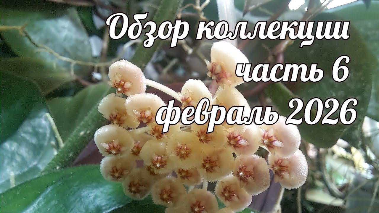 Это заключительный ролик среди обзорных. Моя коллекция растений. Витрина спустя год.