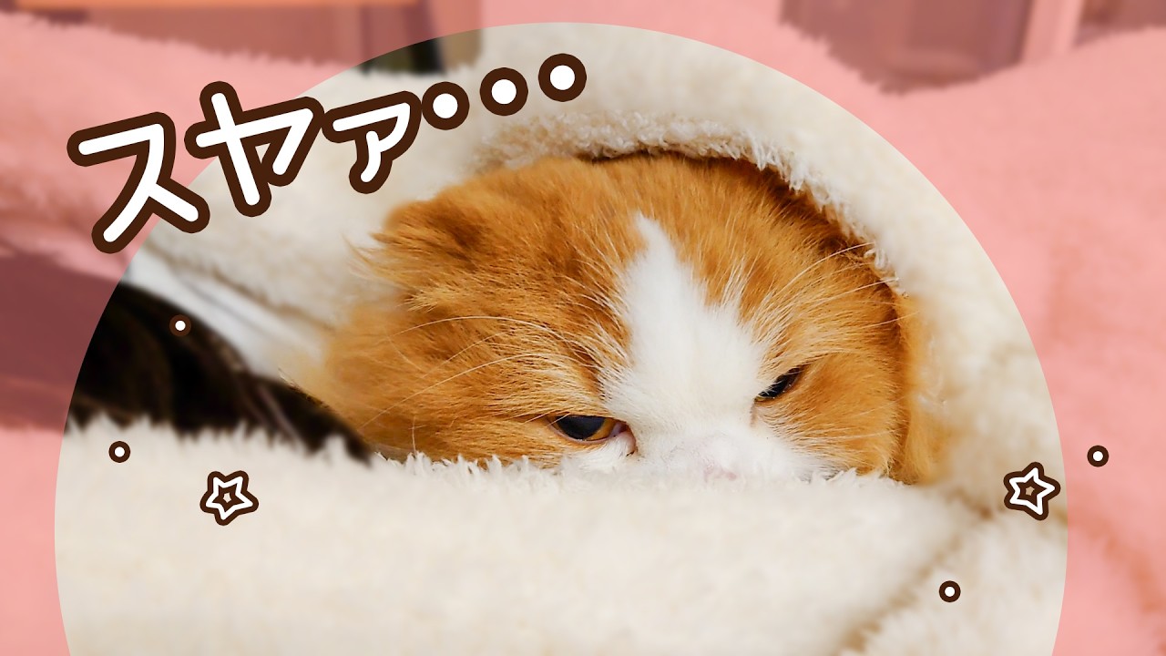 警戒してたのに…ブランケットで赤ちゃん化する猫が可愛すぎた
