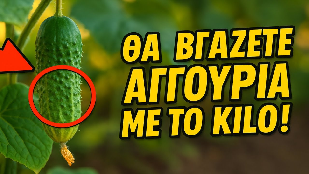 Θα βγάζετε αγγούρια με το κιλό! 🥒 6 φυσικά λιπάσματα από την κουζίνα σας.