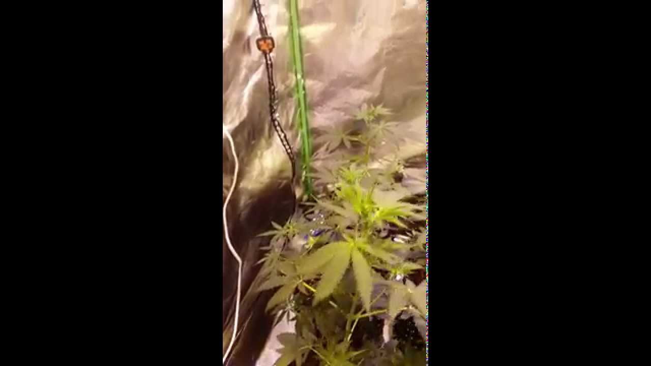 Dutch passion 