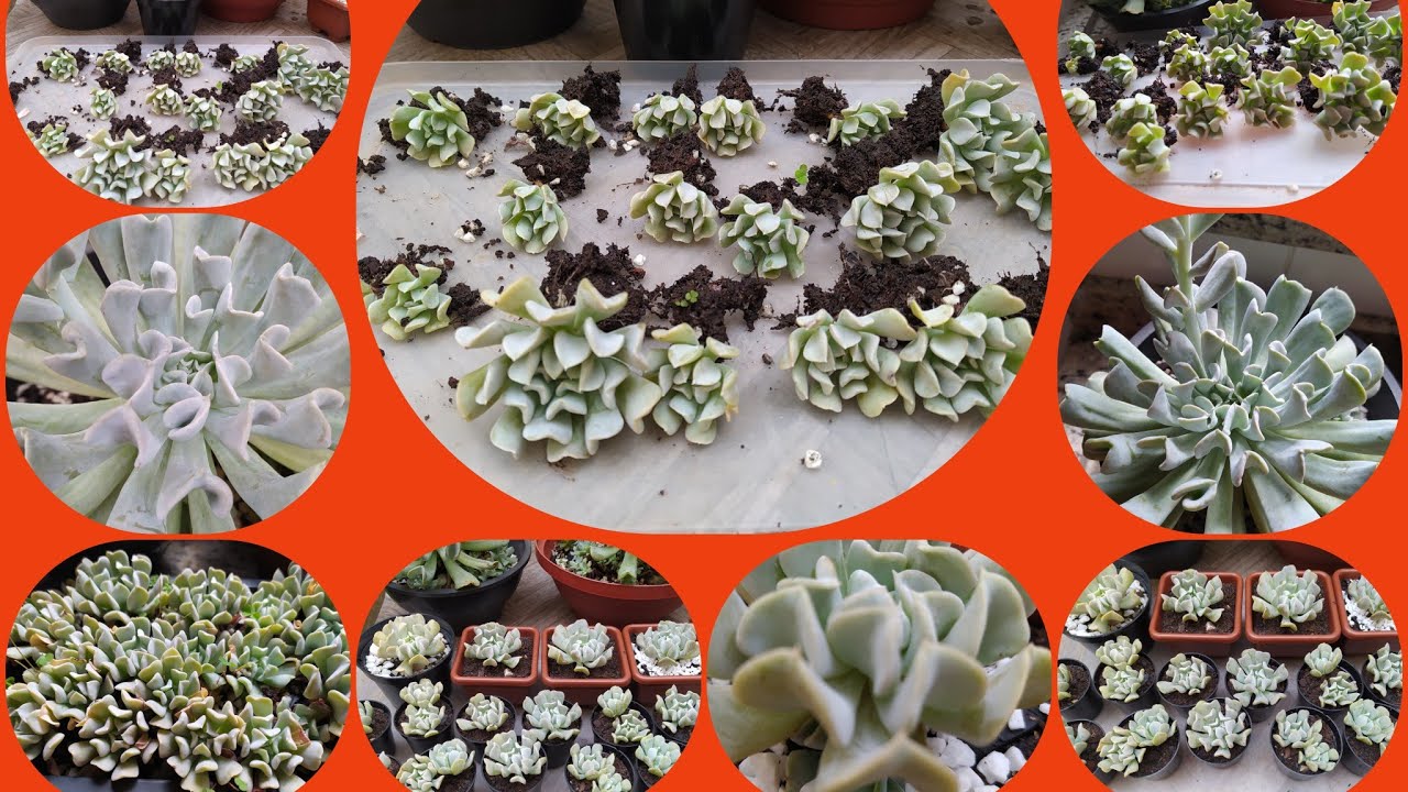 Atualização: Suculenta Echeveria Runyonni Topsy Turvy:/Como ter sucesso no cultivo