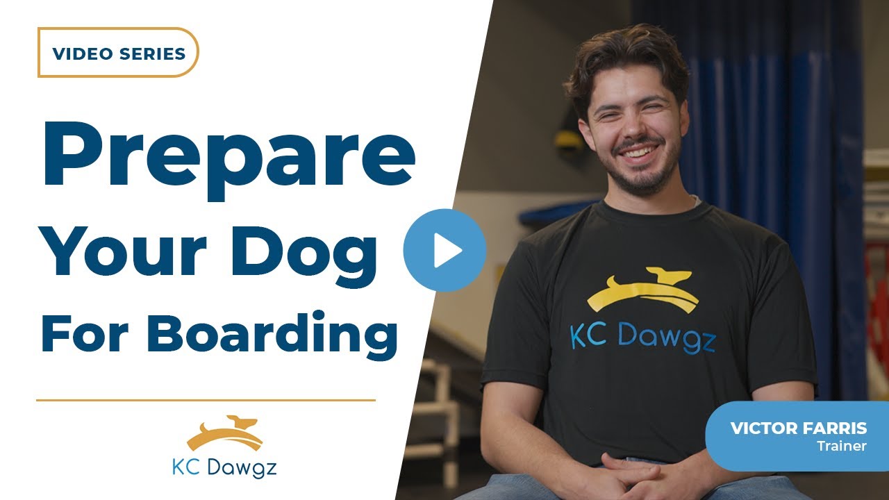 How Do You Prepare Your Dog For Boarding? | KC Dawgz