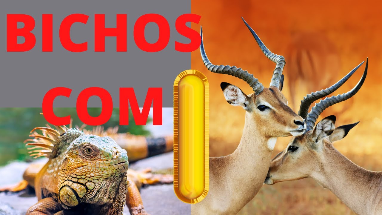 BICHOS COM I/ANIMAIS QUE COMEÇAM COM A LETRA I DO ALFABETO PORTUGUÊS/ ANIMAIS QUE COMEÇAM COM I.