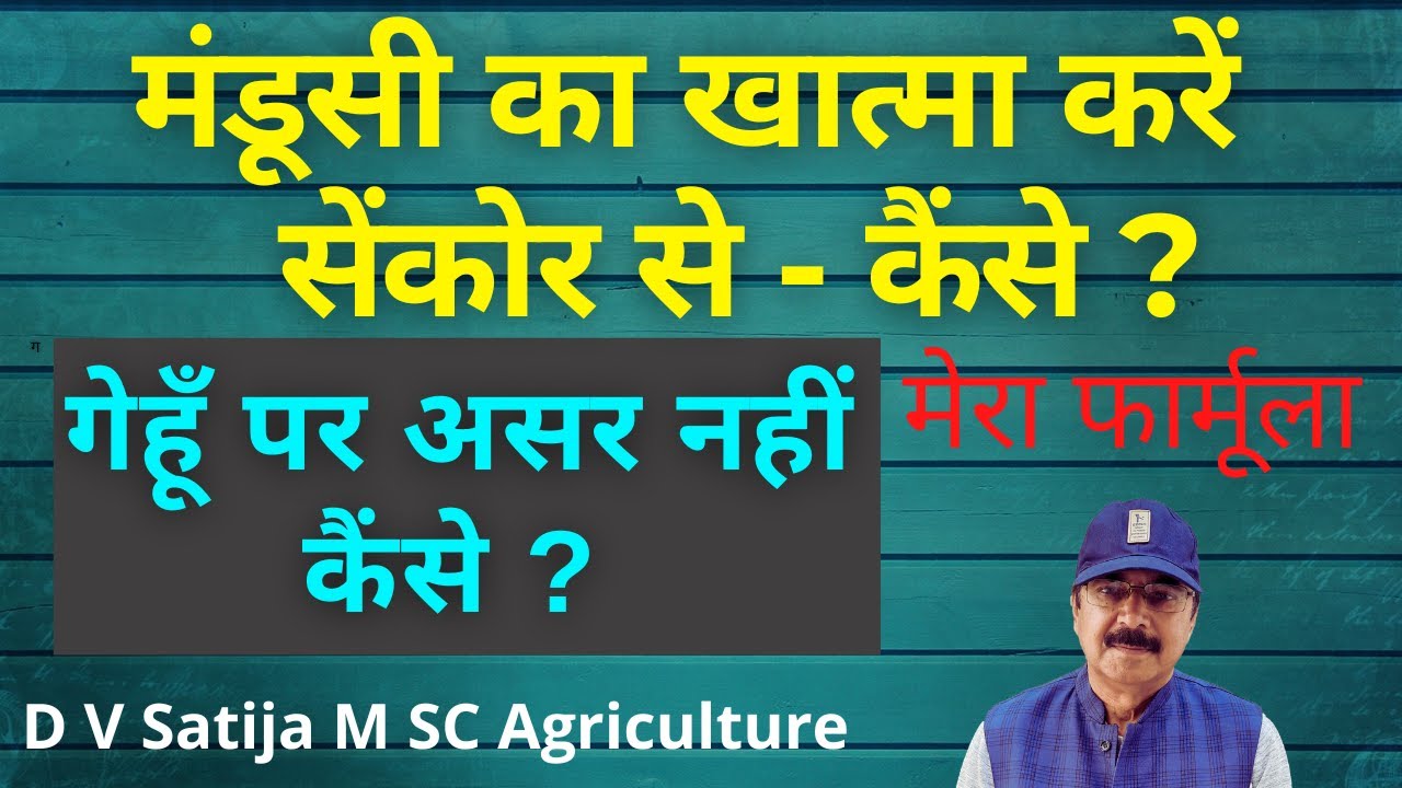 Gehu me mandusi ki dawa | sencor herbicide | metribuzin herbicide | gulli danda in wheat |