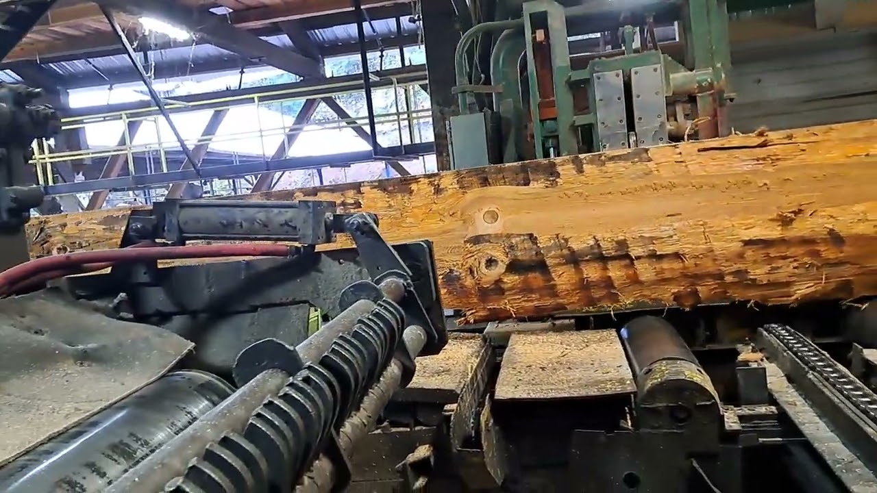 60 ft monster dougfir
