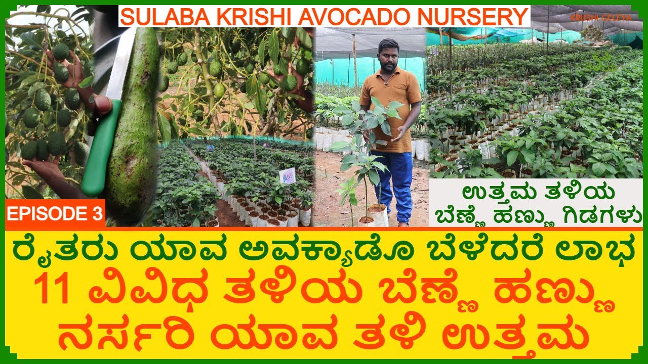 ಬೆಣ್ಣೆ ಹಣ್ಣು ಯಾವ ತಳಿ ಬೆಳೆದರೆ ಲಾಭ | Avocado Nursery | 120₹ ಇಂದ ಗಿಡ ಪ್ರಾರಂಭ | 11 ವಿವಿಧ ತಳಿಯ ಆವಕಾಡೊ