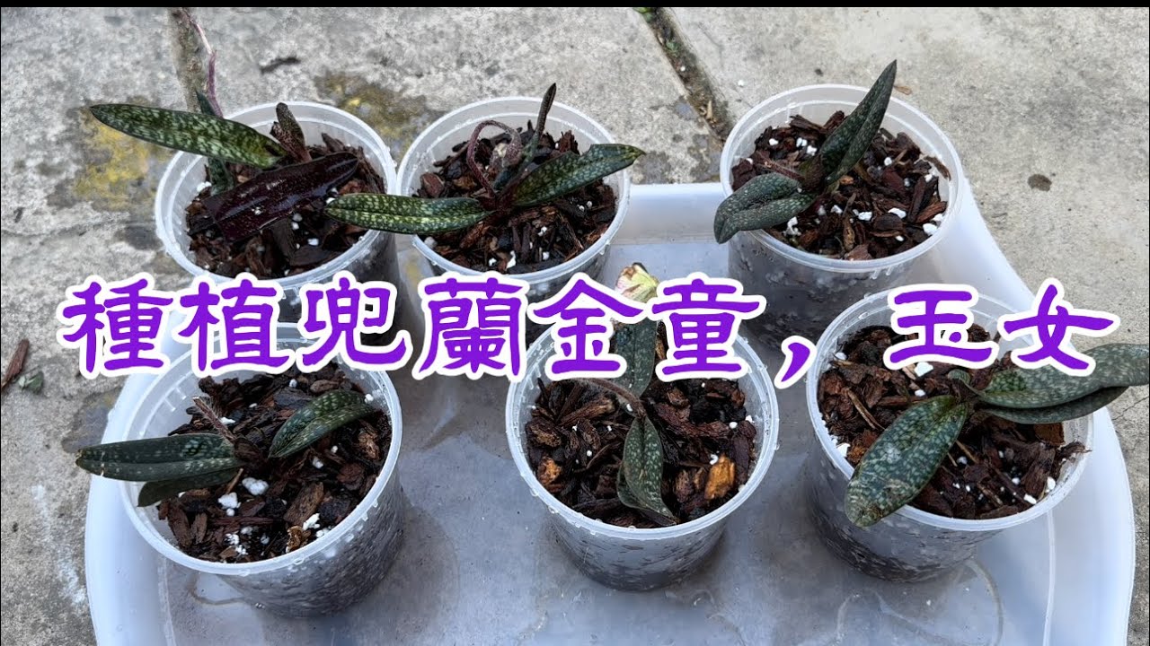 April 11, 2024 亞州兜蘭金童，玉女的種植方法Repotting paphiopedilum armeniacum, paphiopedilum micranthum