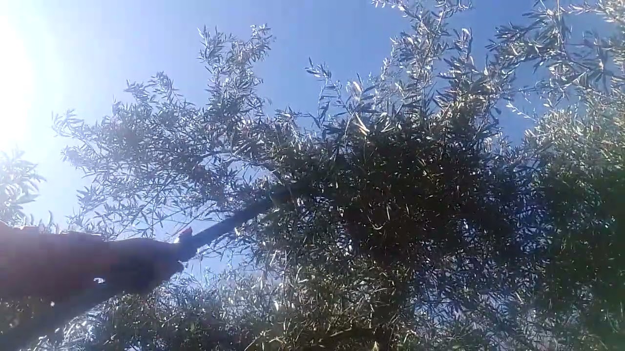 Potatura degli ulivi per una raccolta annuale garantita