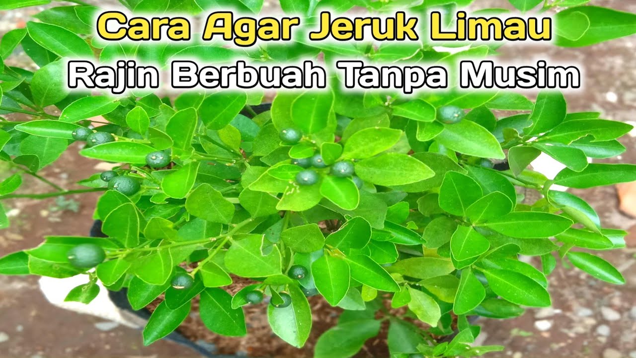 Cara Agar Jeruk Limau Berbuah Lebat Tanpa Musim 💯 % Work