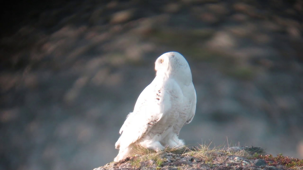 Schnee Eule, Harfang, Snowy Owl
