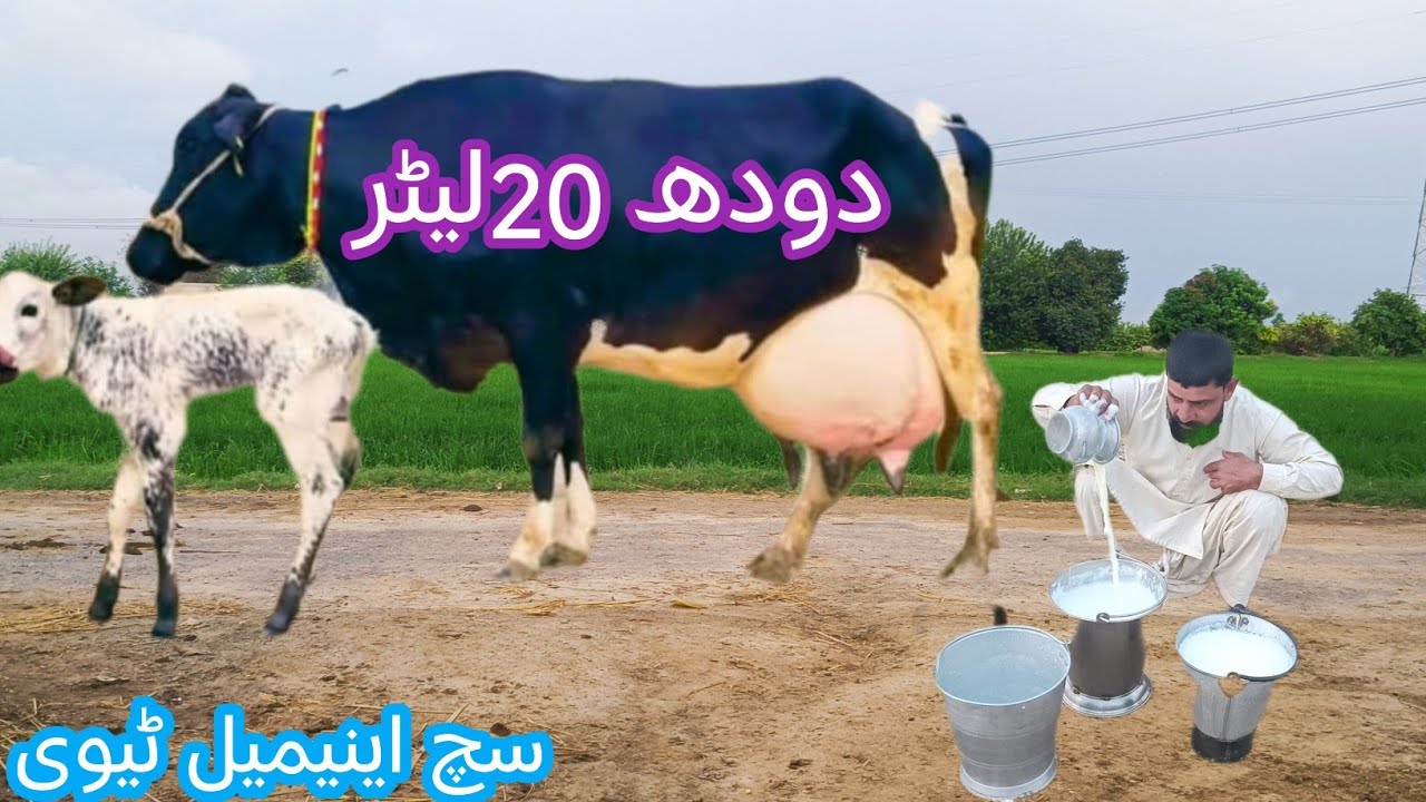 03466152628| Cholistani cow | cholistani friesian cross cow | cholistani gay| Australia cow 