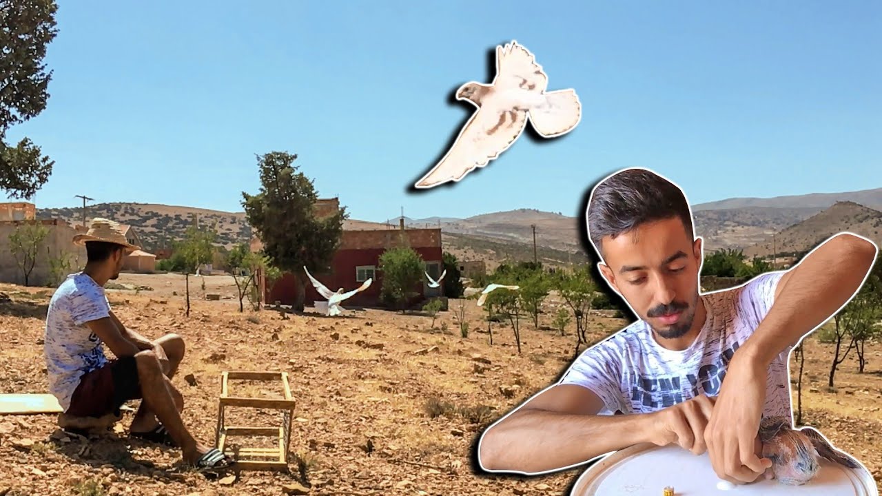 غامرت و طيرت الحمام