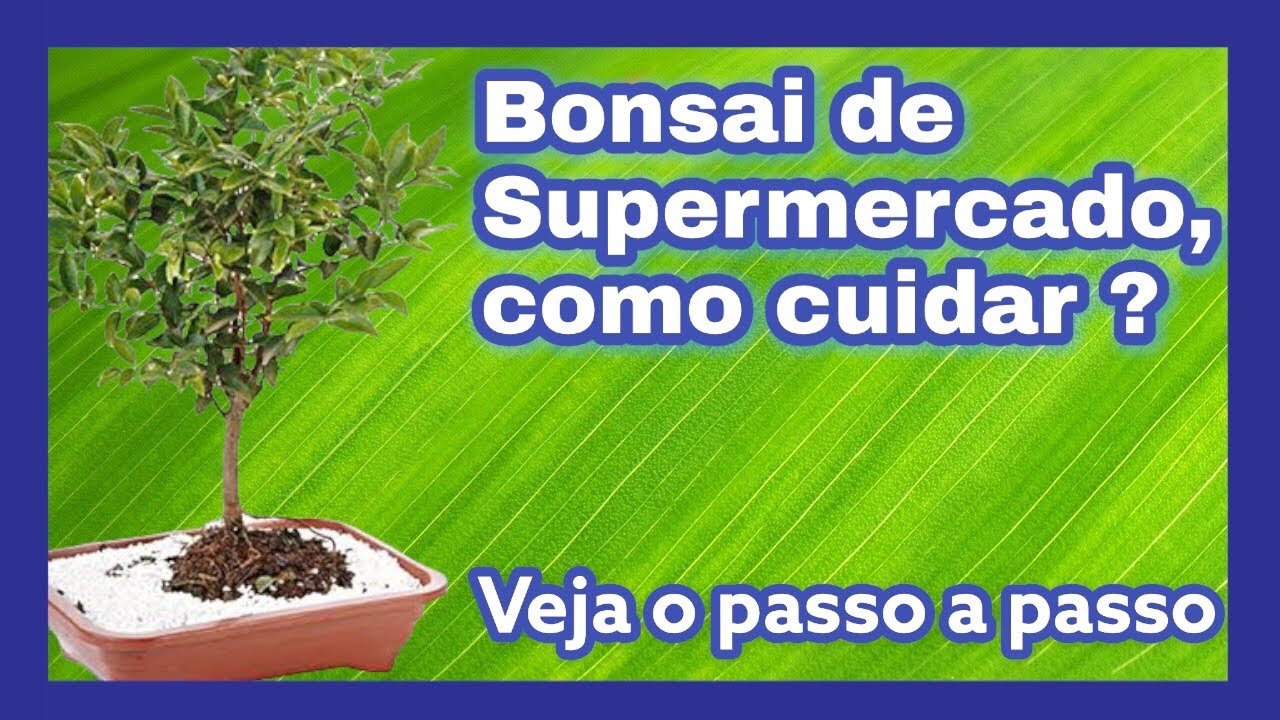 Como cuidar de Bonsai de Supermercado ?