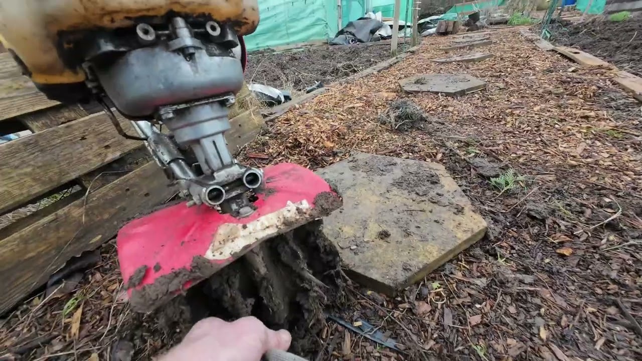 Sunday 1st febuary on the allotment