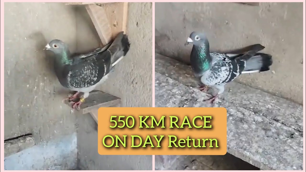 550 KM RACE  |  2 Bird's On day Return  | புறா பந்தயம் 