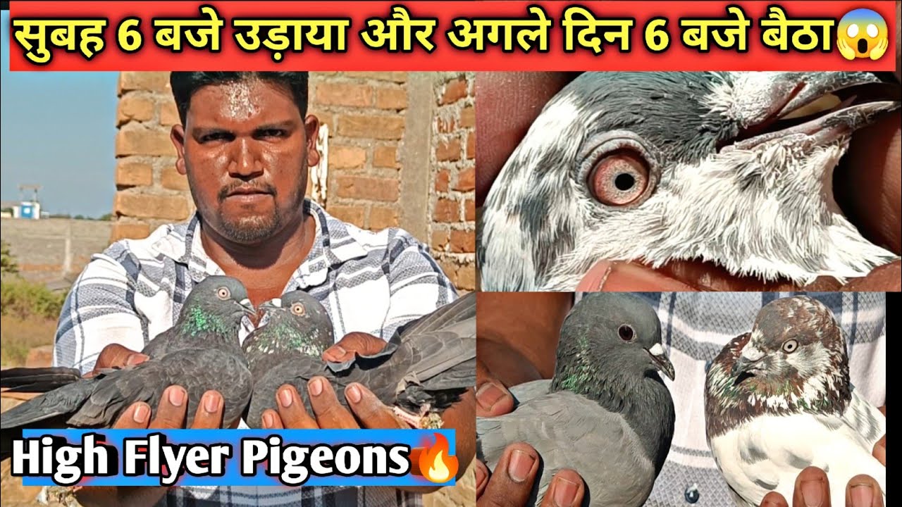 High Flyer Pigeon Ki Asli Power🔥 | Rampuri,Saharanpuri,Gujrati Kabootar