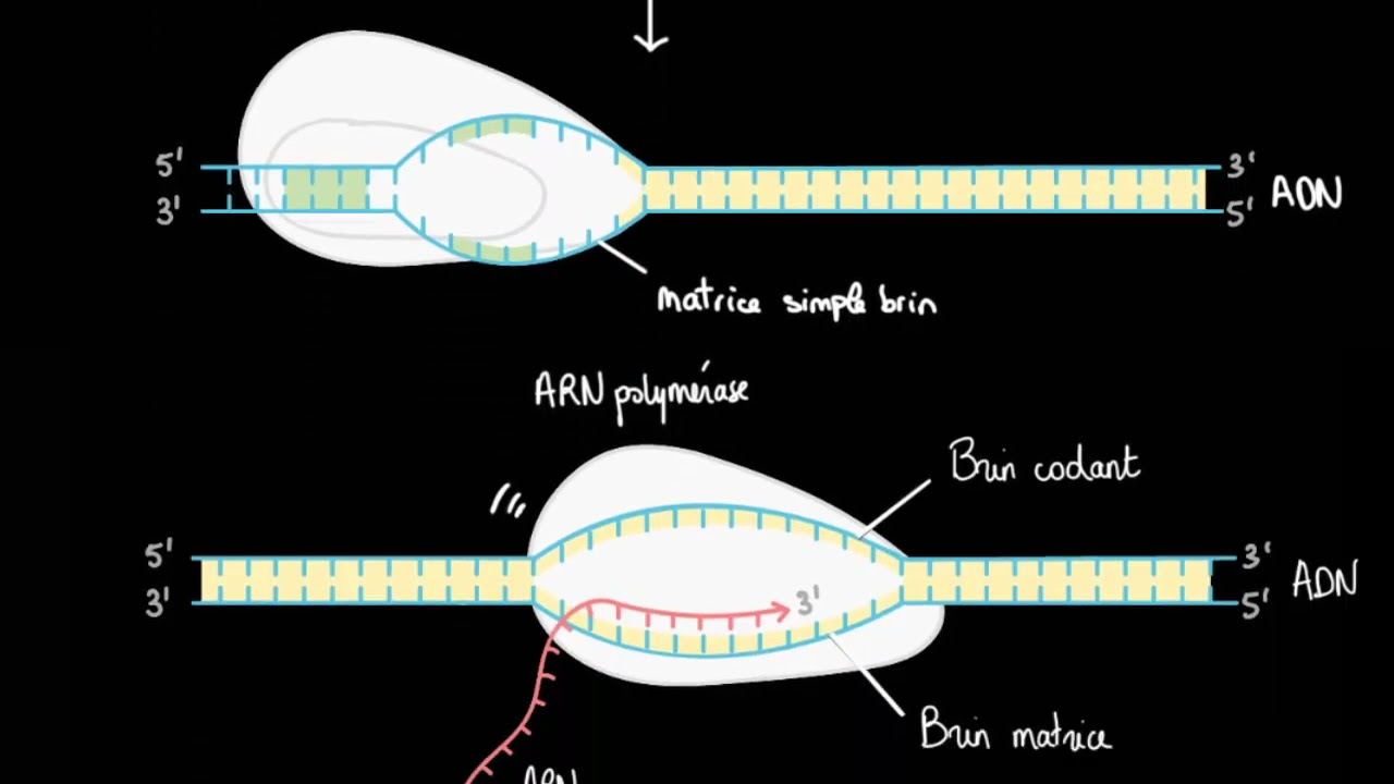 Transcription et maturation des ARNm