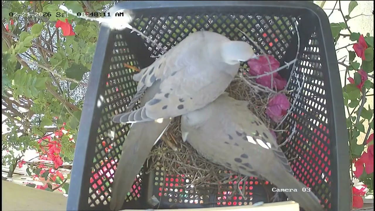 First Dove egg hatched! Day 15