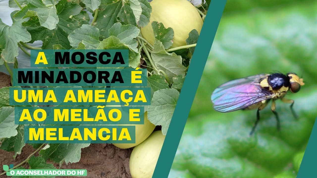 A MOSCA MINADORA É UMA AMEÇA AO MELÃO E MELANCIA