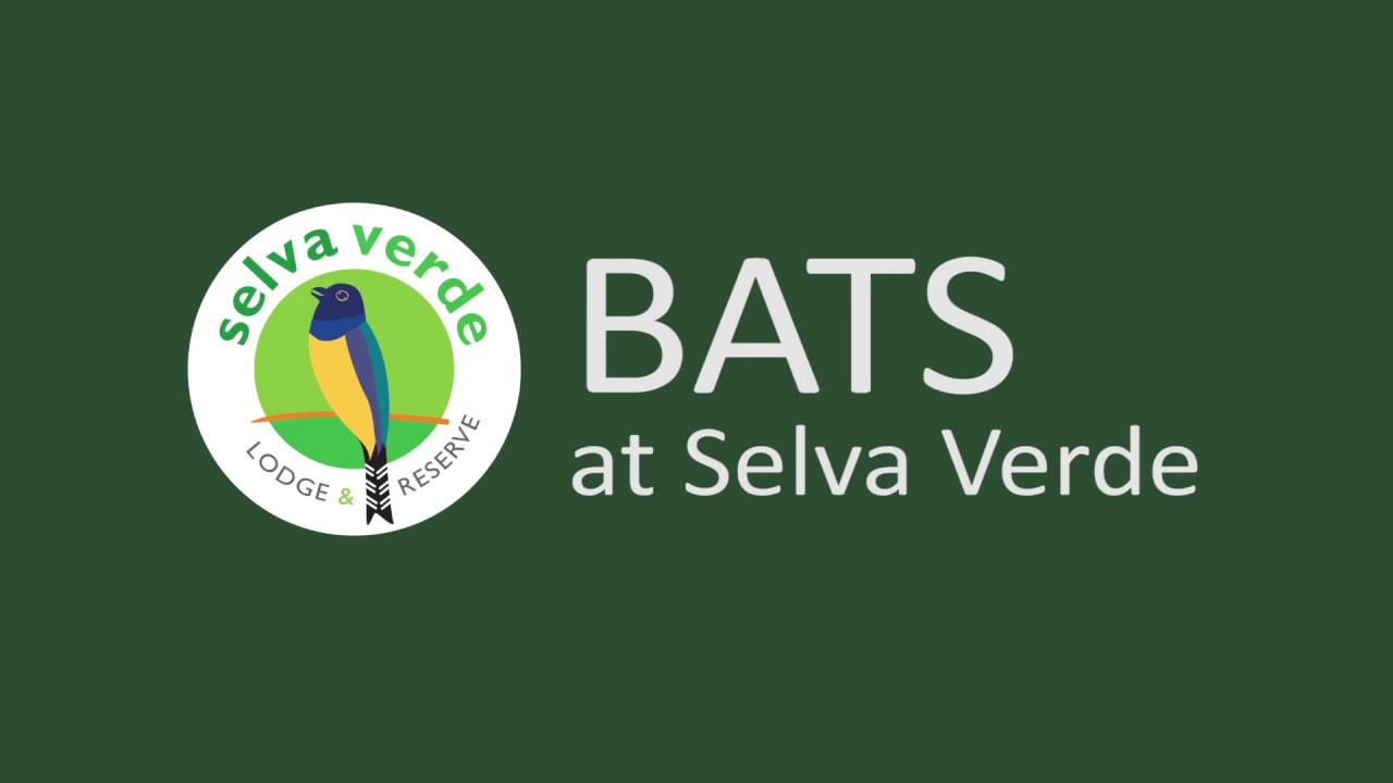 The Bats of Selva Verde