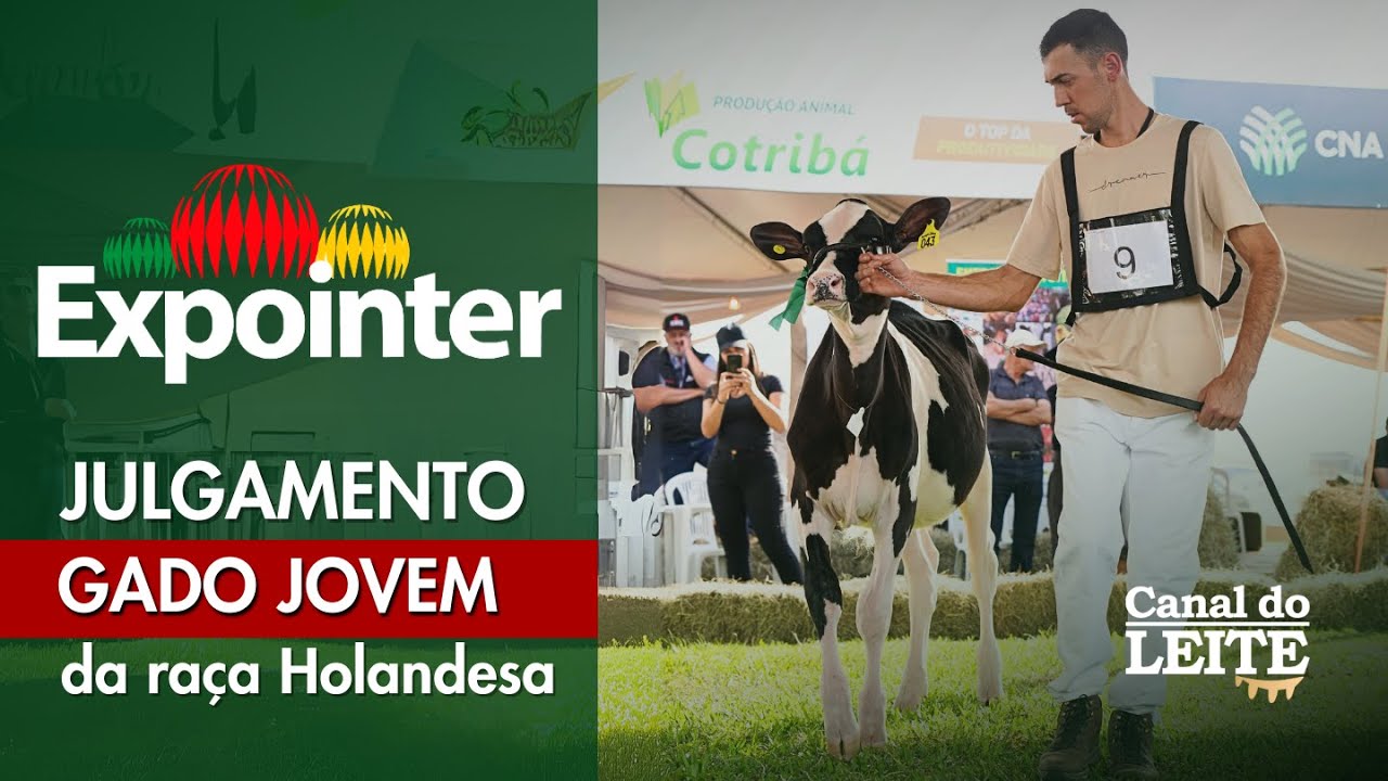Expointer 2025 - Julgamento do Gado Jovem da Raça Holandesa