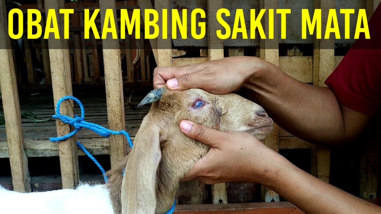 Obat Mata Kambing | Obat Sakit Mata Kambing