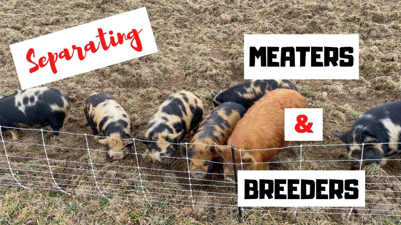 KUNEKUNE Meaters and Breeders