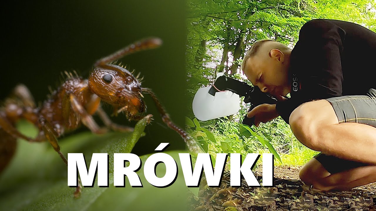 👽 Fotografia OWAD&Oacute;W #4 - Mr&oacute;wki w obiektywie Laowa 25mm ultra macro