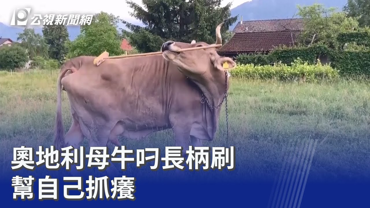 奧地利母牛叼長柄刷 幫自己抓癢｜20260123 8點新世界