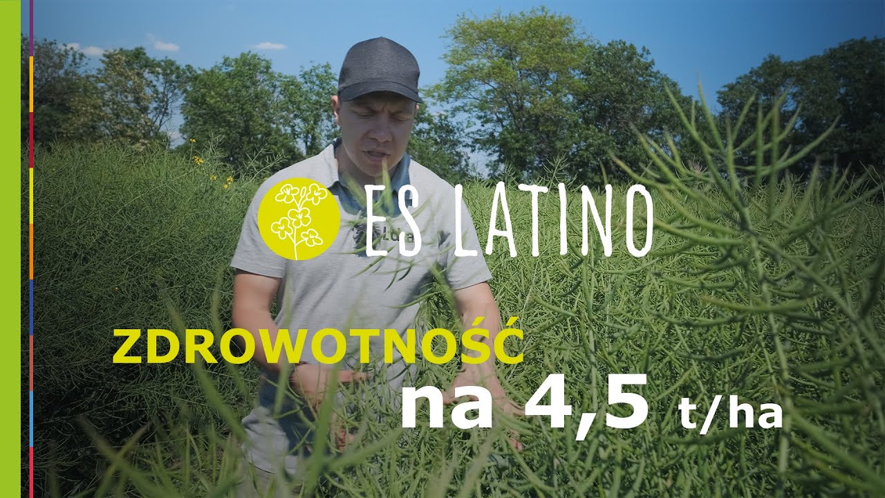 Rzepak ES Latino - odmiana na słabsze gleby od Lidea
