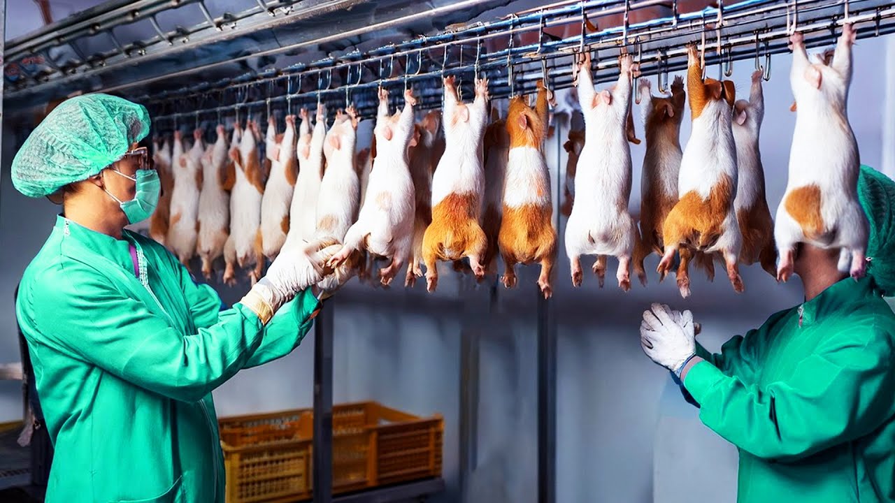 &Agrave; l&rsquo;Int&eacute;rieur des Fermes de Cobayes en Chine | Une Industrie &agrave; 3 Millions de Dollars par An