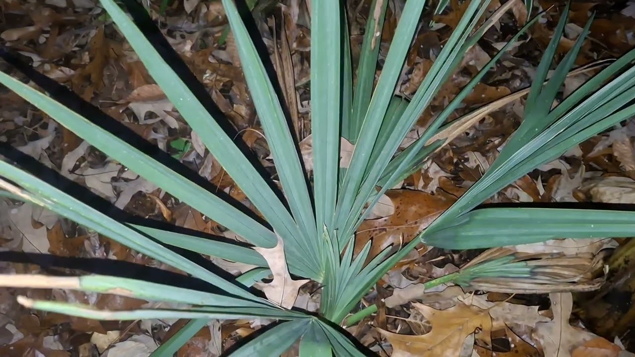 Sabal minor V.S. Sabal Etonia what is the difference... Watch to find out 