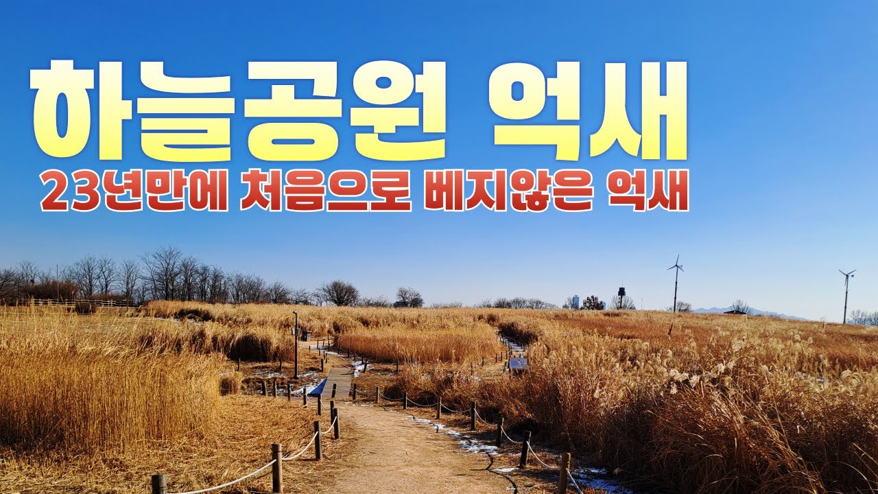 서울 하늘공원 겨울억새숲 산책