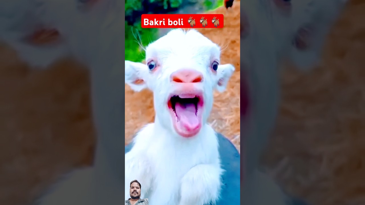 Bakri boli myan🤣🤣🤣🤣!! 