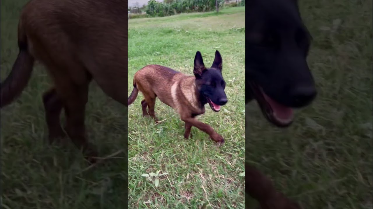 Belgian Malinois Puppies For Sale