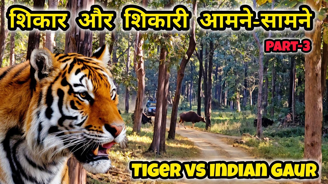Tiger Chasing indian Gaur | शिकार और शिकारी आमने सामने | Satpura Tiger Reserve | Madhai Gate #tiger