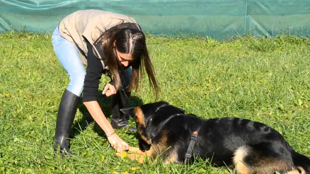 La motivazione del cane: sul cibo, sul gioco e sulla socialità, come ottenerle.