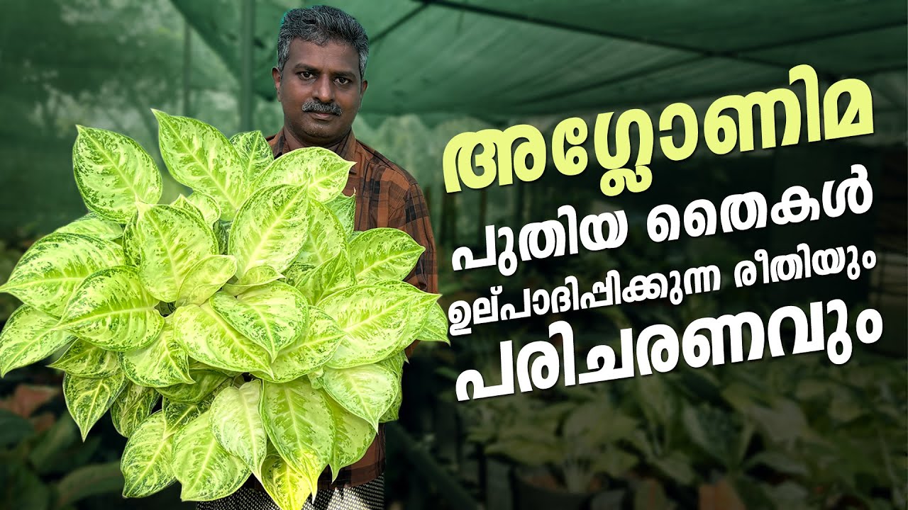 Aglaonema പുതിയ തൈകൾ ഉല്പാദിപ്പിക്കുന്ന രീതിയും പരിചരണവും  || #aglaonemaplant #aglaonema ||